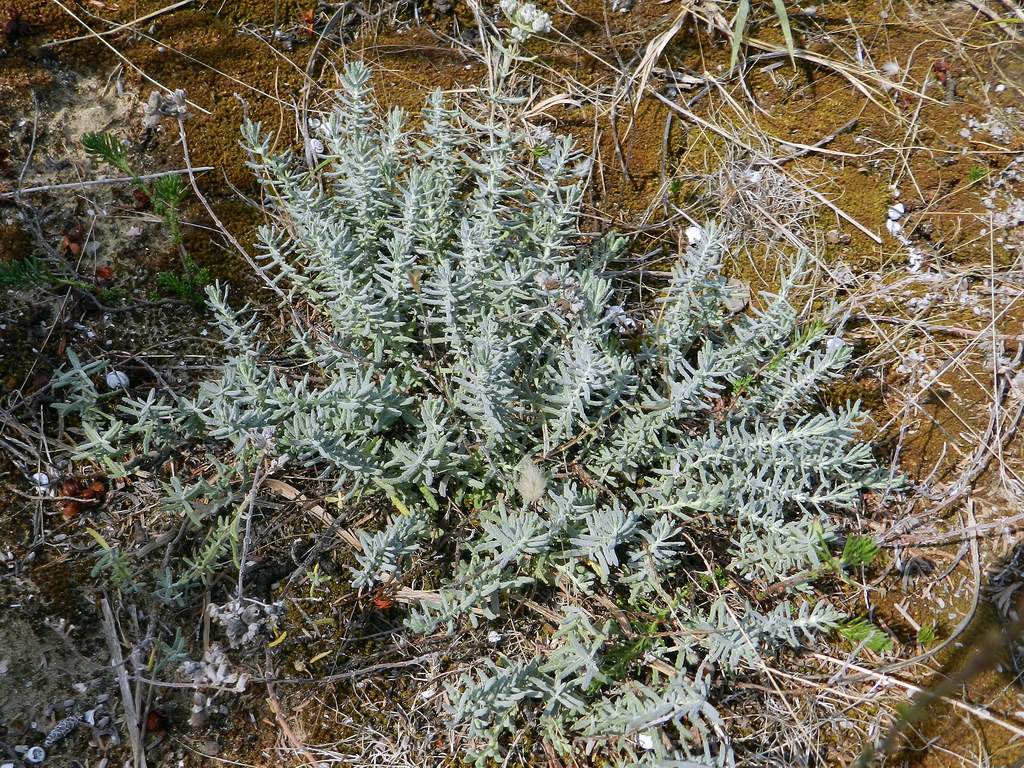 Teucrium capitatum